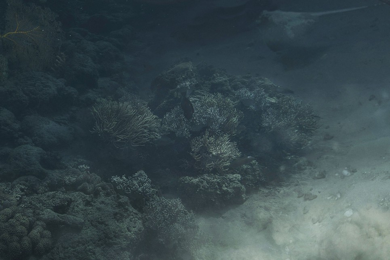 Illustration for article titled This render is so realistic that you might think mermaids are real
